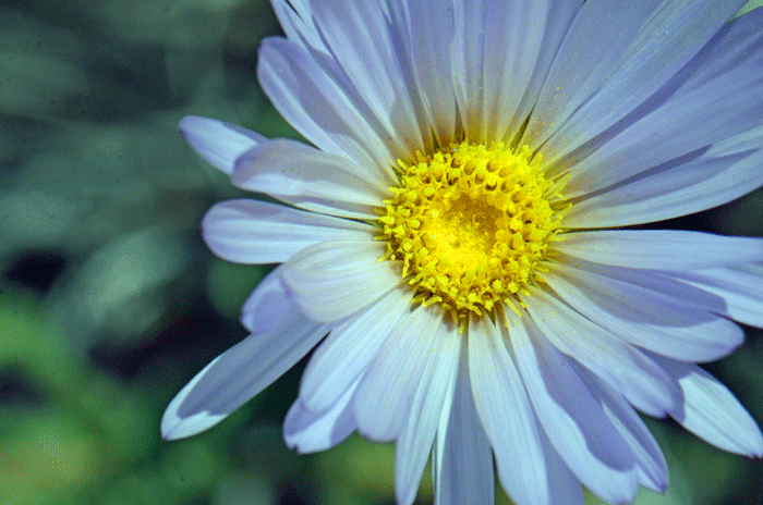 Mojave Woodyaster has showy flowers that may be lavender, pale violet, pale blue or whitish. These flowers bloom from March to May and then again in October following sufficient monsoon rainfall. Xylorhiza tortifolia